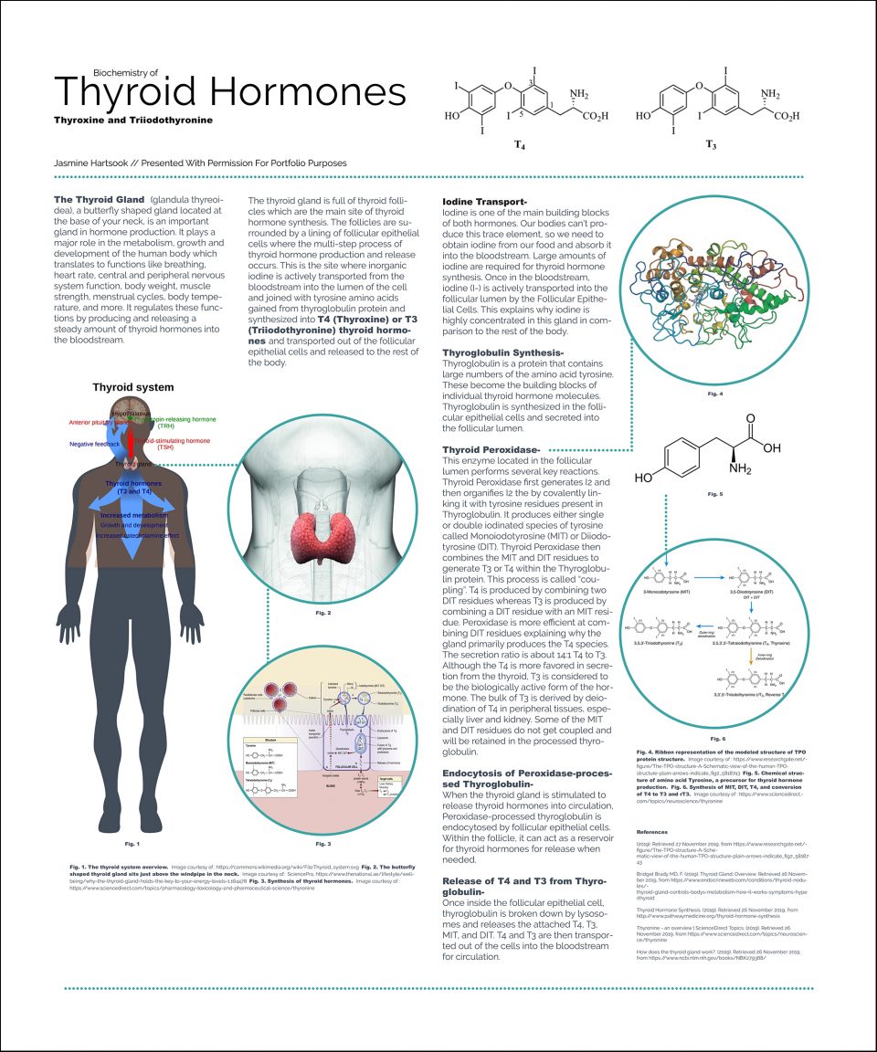 Poster Describing Thyroid Hormones
